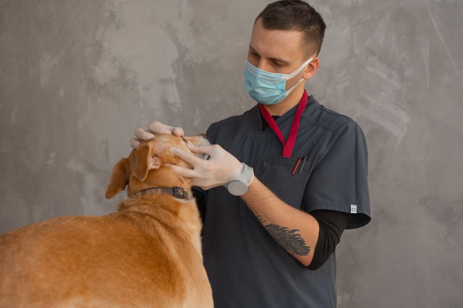Veterinarska savjetnica Contes Ponera s psom u ordinaciji
